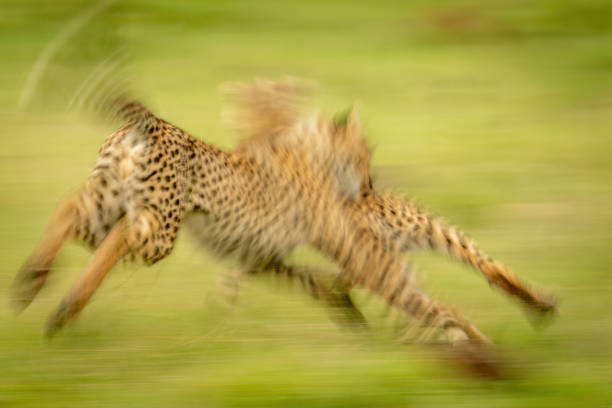istock Slow pan of blurred cheetah cubs playing 1326738863