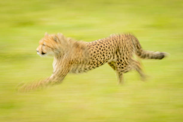 istock Slow pan of cheetah cub racing past 1326738866