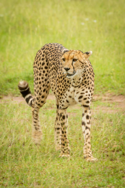 istock Slow pan of cheetah crossing short grass 1326738870