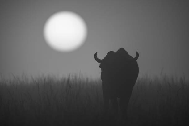 istock Mono buffalo walks towards sunrise in grass 1326738889