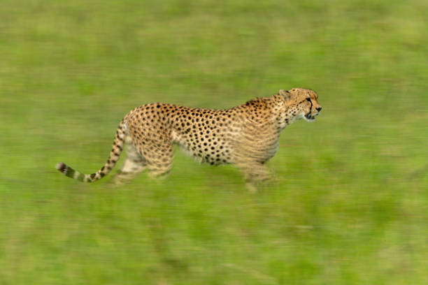 istock Slow pan of cheetah walking through grass 1326738894