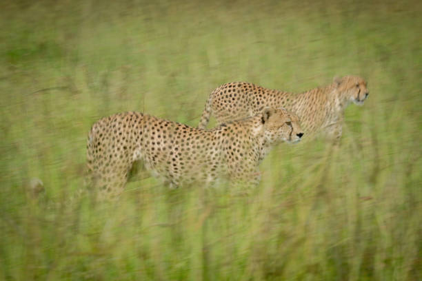 istock Slow pan of two cheetahs crossing grassland 1326738905