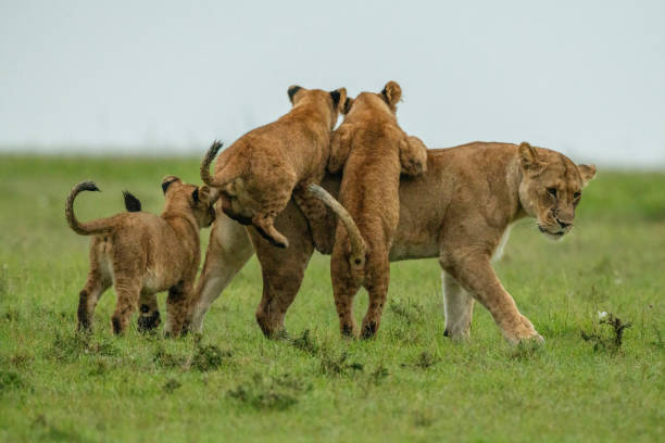 istock Three cubs jump on lioness in grass 1326738927