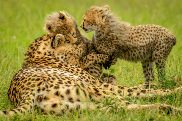 istock Two cubs play with cheetah on grass 1326738985