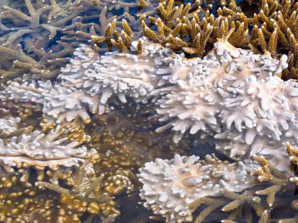 Corals as seen from the surface during an extreme ebb tide at KaNyaka Island, Southern Mozambique, showing an area were the corals have been bleached