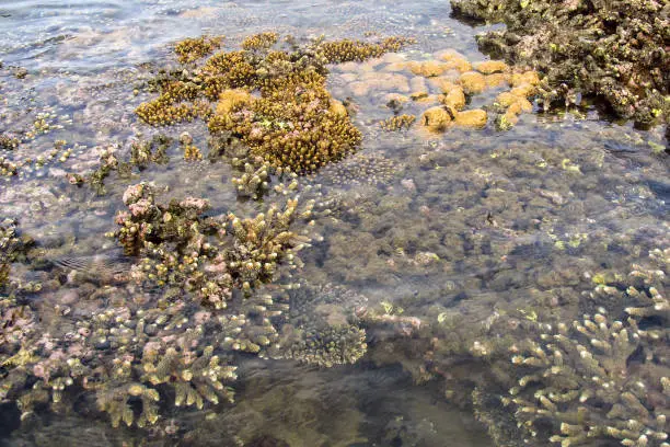 Various different types of shallow water corals, as seen from the surface during ebb tide in KaNyaka Island, Southern Mozambique
