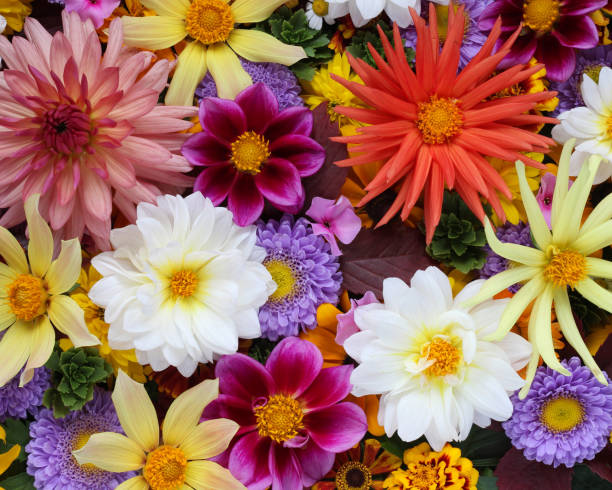 istock floral bright background with dahlias and asters. 1326739837