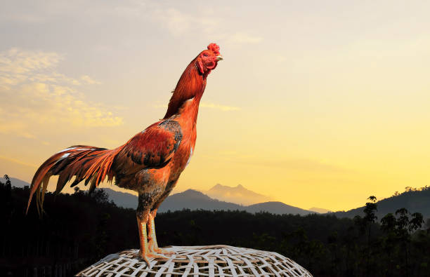 istock Rooster and morning light in the countryside. 1326740511
