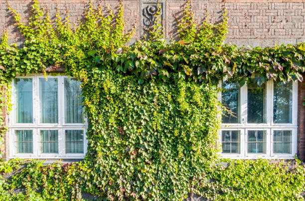 ventanas de estilo europeo cubiertas desde el exterior por enredaderas trepadoras verdes - denmark house cottage rural scene fotografías e imágenes de stock