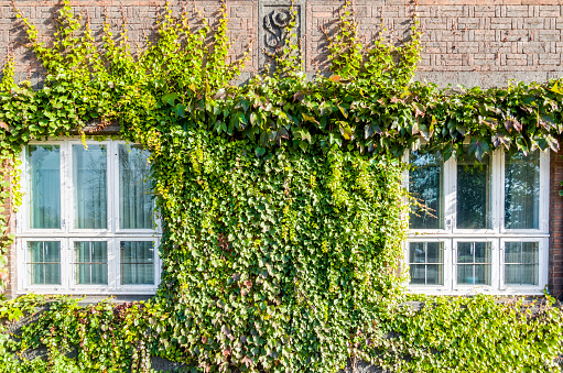 European style windows covered from the outside by green climbing vines. Ornate exterior brick works with concrete floral mortif, providing a rustic charm. Common countryside view.