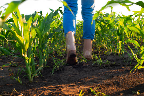 istock Low angle view at farmer's feet in rubber boots walking along maize stalks 1326740836