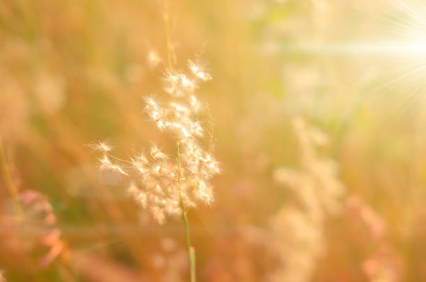 istock Grass and golden evening light background nature. 1326741677