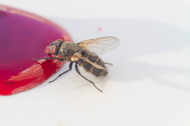 istock A fly eats berry spilled sweet jam 1326742527
