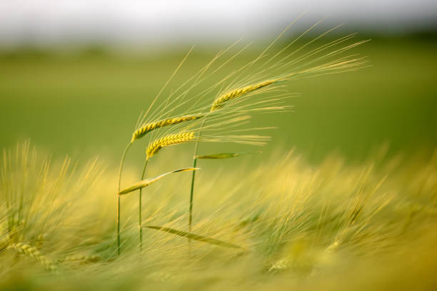 istock Green wheat spike in the field in the evening light 1326742582
