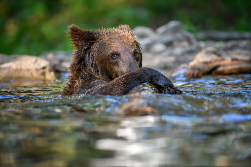 Wild Brown Bear (Ursus Arctos) on pond in the summer forest. Animal in natural habitat. Wildlife scene