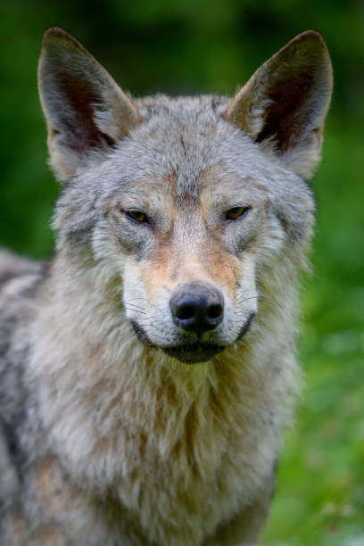 istock Wolf portrait in summer forest. Wildlife scene from nature 1326742642
