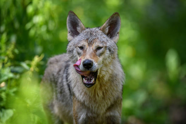 istock Wolf portrait in summer forest. Wildlife scene from nature 1326742666