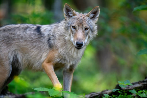 istock Wolf portrait in summer forest. Wildlife scene from nature 1326742672
