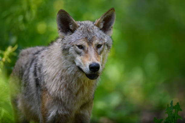 istock Wolf portrait in summer forest. Wildlife scene from nature 1326742678