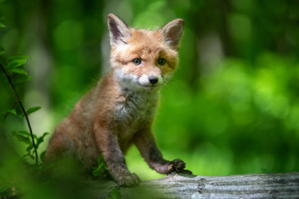 istock Red fox, vulpes vulpes, small young cub in forest. Cute little wild predators in natural environment 1326742683