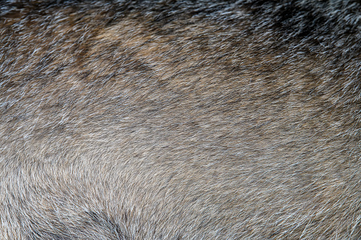 Closeup real wolf skin texture. Wolf fur background texture image background