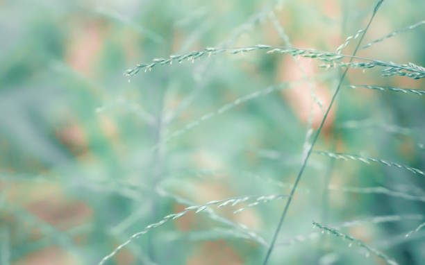 istock soft focus grass  flower nature background 1326742741