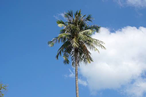 Nature scene of lonely Single coconut tree with blue sky background at phuket Thailand.