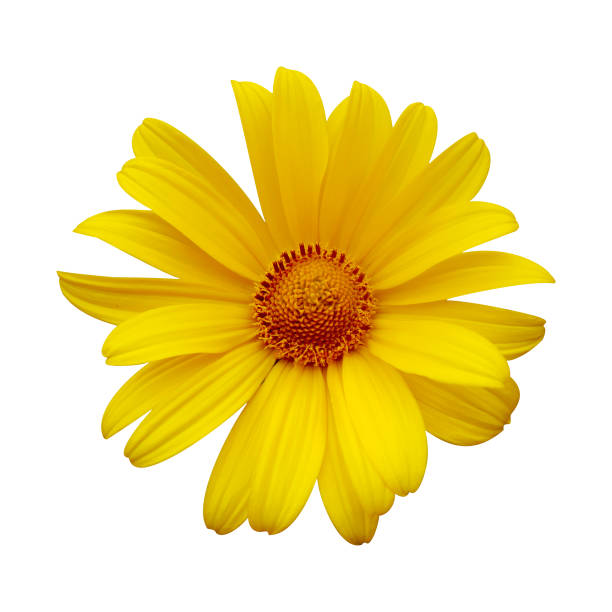istock Delicate yellow chamomile flower on white isolated background 1326744604
