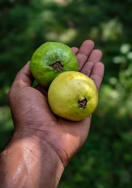 istock guava on the hand 1326746650