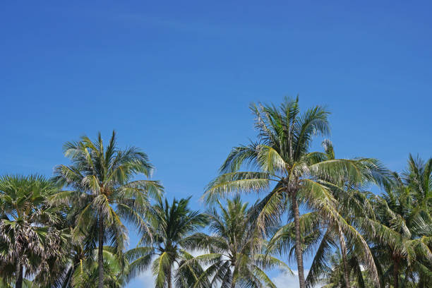 istock Nature scene coconut tree with blue sky background at phuket Thailand. 1326747334