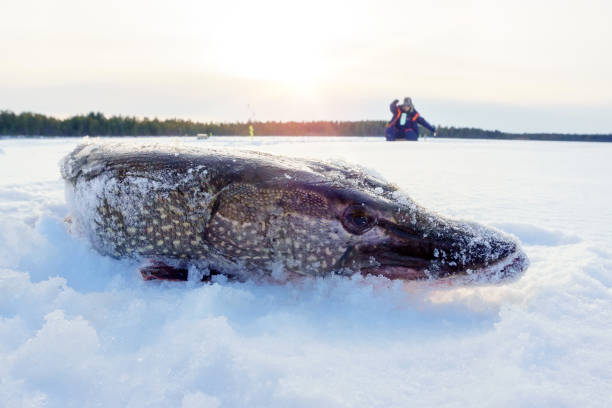 istock Ice fishing. North pike. during cold winter time. 1326747565