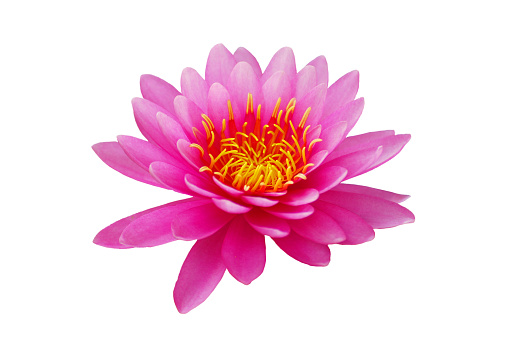 white water lily - clipping path included