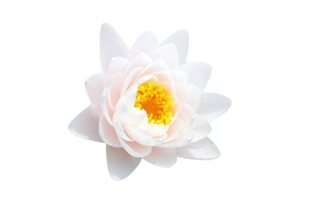 ninfea blanca de floración única lirio de agua o flor de loto blanca aislada sobre fondo blanco - water lily lotus water lily fotografías e imágenes de stock