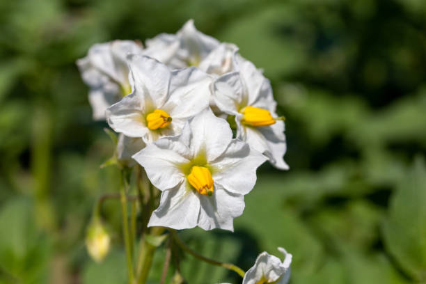 istock Close up of a flowering potato plant 1326748621