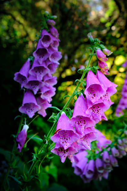 istock Digitalis purple flowers in a spring's day 1326748623