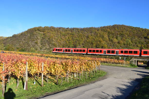 Dernau, Germany - 11/06/2020: autumn vineyards with a red regional train through Ahr valley