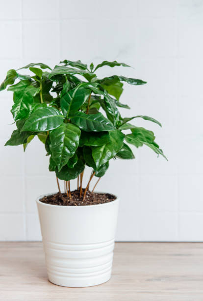 istock Young shoots of a coffee tree planted in a  pot 1326749682