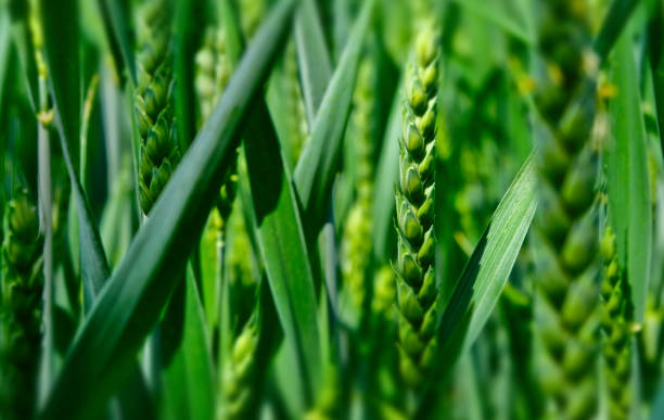 istock Close-up of wheat 1326752837