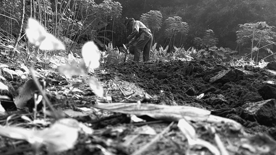 Tangerang, Indonesia, July 03,2021 An old man is hoeing in the garden to plant cassava in the Solear Tangerang area in the morning. Shoot black and white.