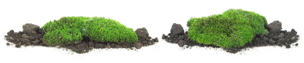 istock Set of moss on dirt pile, front view. Green moss isolated on a white background. 1326753840