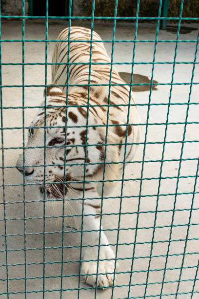 istock White beautiful majestic tiger in captivity. 1326754856