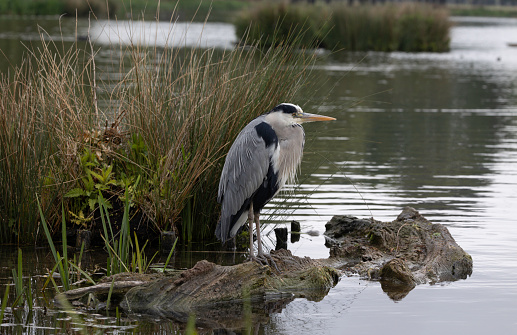 A Grey Heron perched on a tree stump next to waters edge