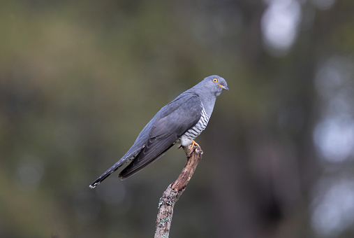 An image of  Common Cuckoo perched on a branch in woodland