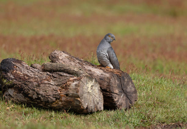 Common Cuckoo A Cuckoo resting on tree stump in a field common cuckoo stock pictures, royalty-free photos & images