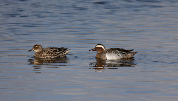 istock Male and Female Garganey Ducks 1326756168