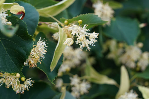White linden (Tilia cordata) flowers on tree branches, green leaves background, closeup detail White linden (Tilia cordata) flowers on tree branches, green leaves background, closeup detail tilia cordata stock pictures, royalty-free photos & images