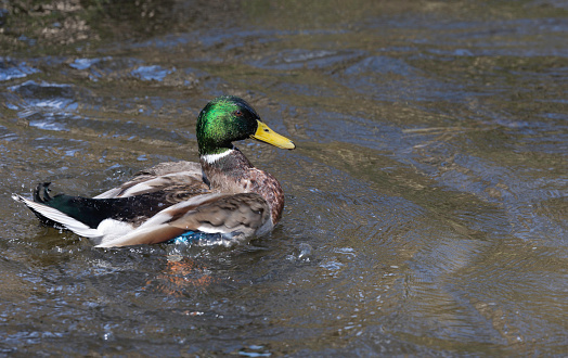 A flock of wild ducks swimming in the river after winter. Ducks swim in winter ice water. Conceptual snapshot of wildlife