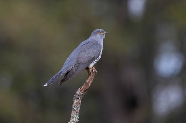 Common Cuckoo perched in woodland An image of  Common Cuckoo perched on a branch in woodland common cuckoo stock pictures, royalty-free photos & images