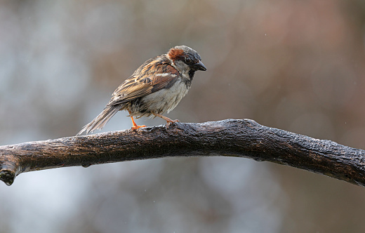 An image of a House Sparrow perched on a branch