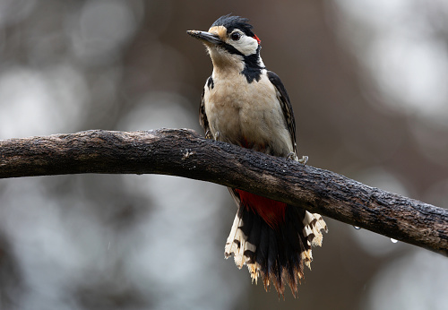 A Great Spotted Woodpecker on a tree branch in wet weather